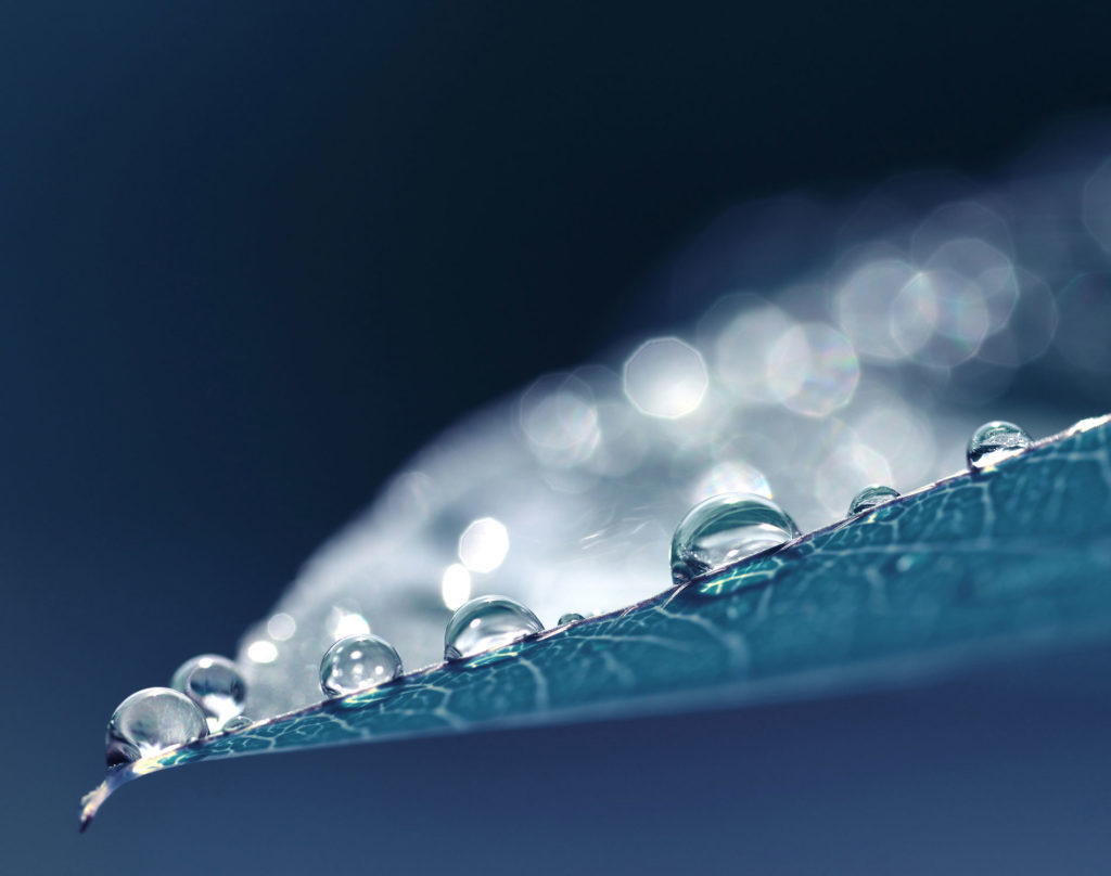 Water drops on a leaf